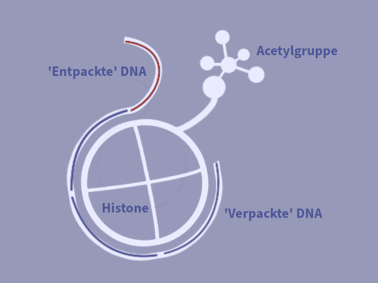 Epigenetische Acetylierung