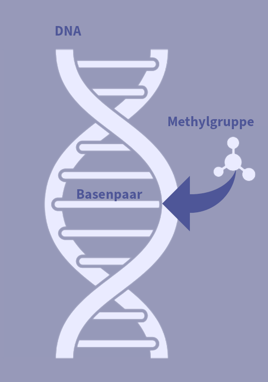 Epigenetische Methylierung